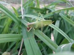 Hexacentrus japonicus