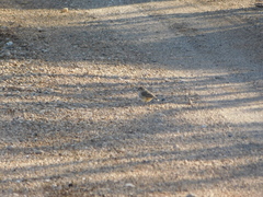 Aphelocephala leucopsis