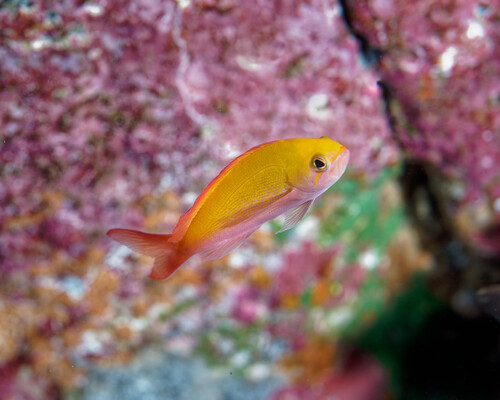 Pseudanthias regalis observed 2025-06-03