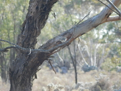 Aphelocephala leucopsis