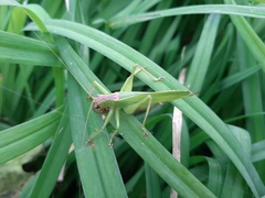 Hexacentrus japonicus