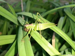 Hexacentrus japonicus