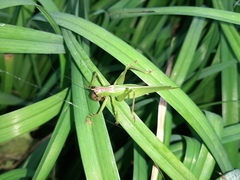 Hexacentrus japonicus