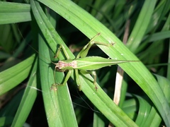 Hexacentrus japonicus