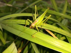 Hexacentrus japonicus