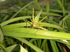 Hexacentrus japonicus