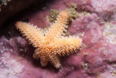 Allostichaster capensis