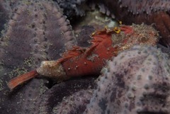 Coccotropsis gymnoderma