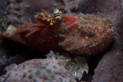 Coccotropsis gymnoderma