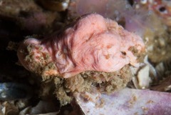Pseudodromia latens