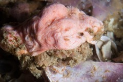 Pseudodromia latens