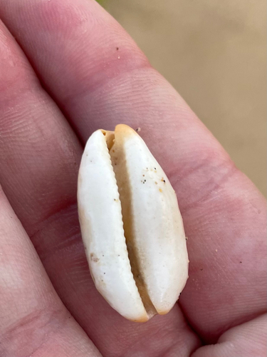 Cypraea isabella observed 2025-06-26