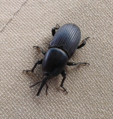Scyphophorus