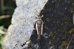 Sigaus campestris