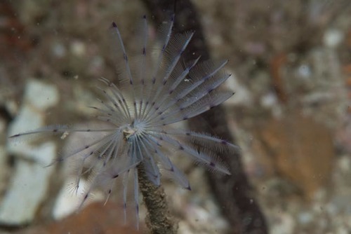Peacock Worm, maidstone rock Cape Point, Cape Town, South Africa, photo 9 of 10