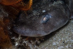 Haploblepharus pictus