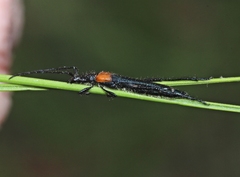 Oroderes humeralis