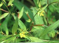 Ludwigia hyssopifolia