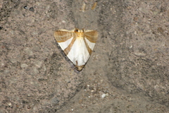 Eulepidotis rectimargo