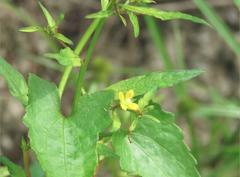 Ludwigia hyssopifolia