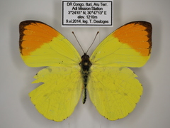 Afrodryas leda