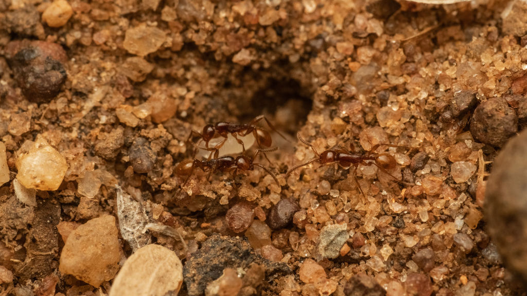 Aenictus doryloides