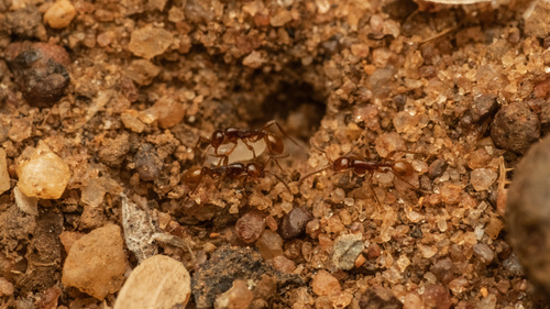 Aenictus doryloidesAenictus doryloides