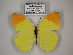 Afrodryas leda