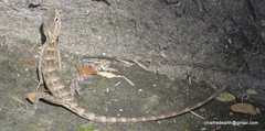 Calotes versicolor