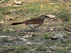 Turdoides hartlaubii