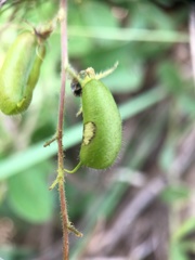 Pycnospora lutescens