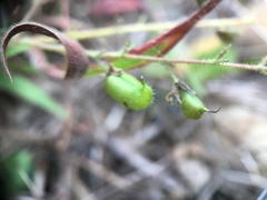 Pycnospora lutescens