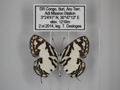 Tuxentius cretosus usemia