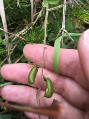 Pycnospora lutescens
