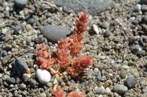 Crassula sieberiana