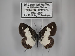 Tuxentius cretosus usemia