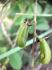 Pycnospora lutescens