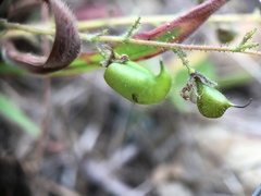 Pycnospora lutescens