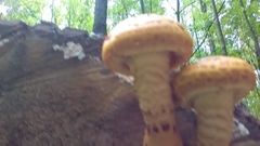 Pholiota aurivella