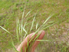 Bromus rigidus