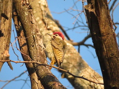 Campethera bennettii