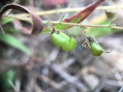 Pycnospora lutescens