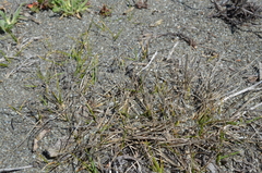 Zoysia minima