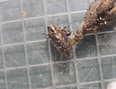 Phaenops fulvoguttata