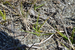 Zoysia minima