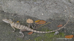 Calotes versicolor