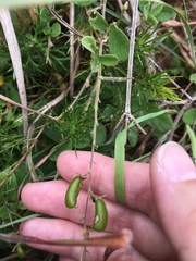 Pycnospora lutescens