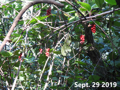 Schisandra chinensis