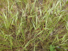 Bromus rigidus