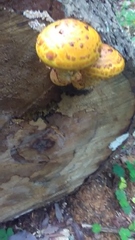 Pholiota aurivella